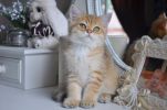 Британский котёнок Дэн (5 фотографий)